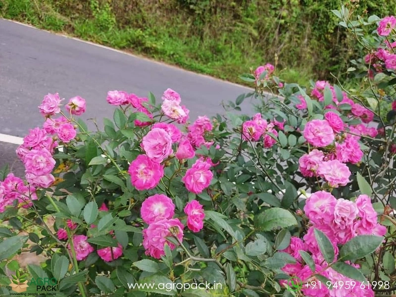 Pink-Miniature-Rose3