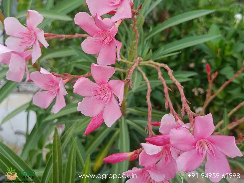 Pink-Oleander3