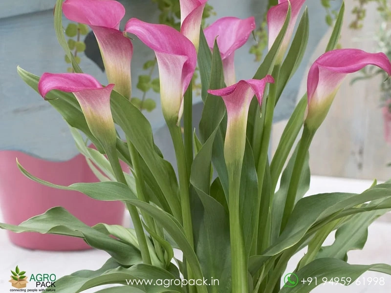 Pink Peace Lily Plant For Sale In India | Online plant nursery