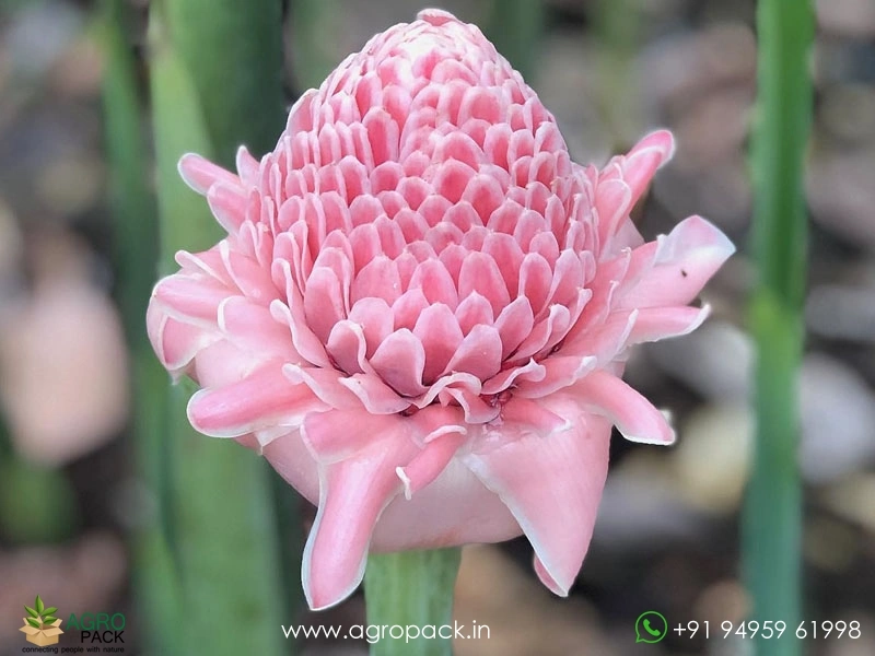 Pink-Torch-Ginger2