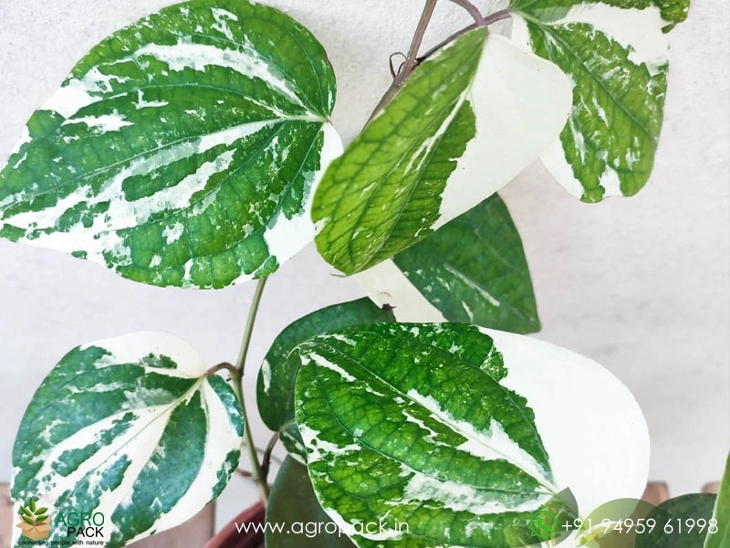 Piper Aurea Variegated Plant For Sale In India | Online plant nursery