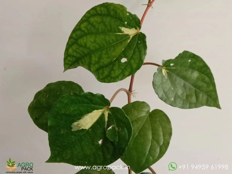 Piper-Aurea-Variegated3
