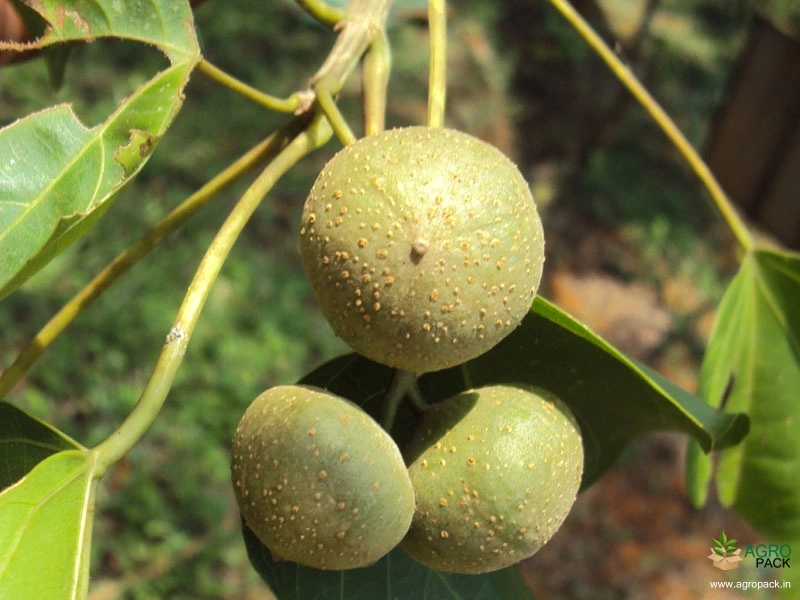 Pitali2