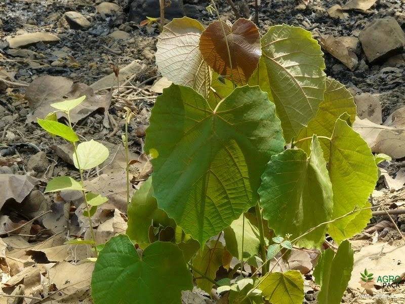 Pitali3