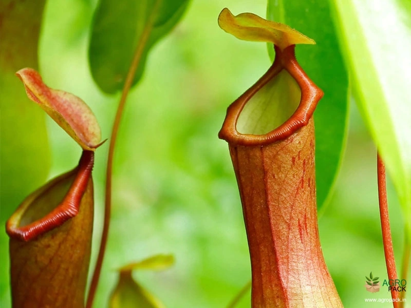 Pitcher-plant2
