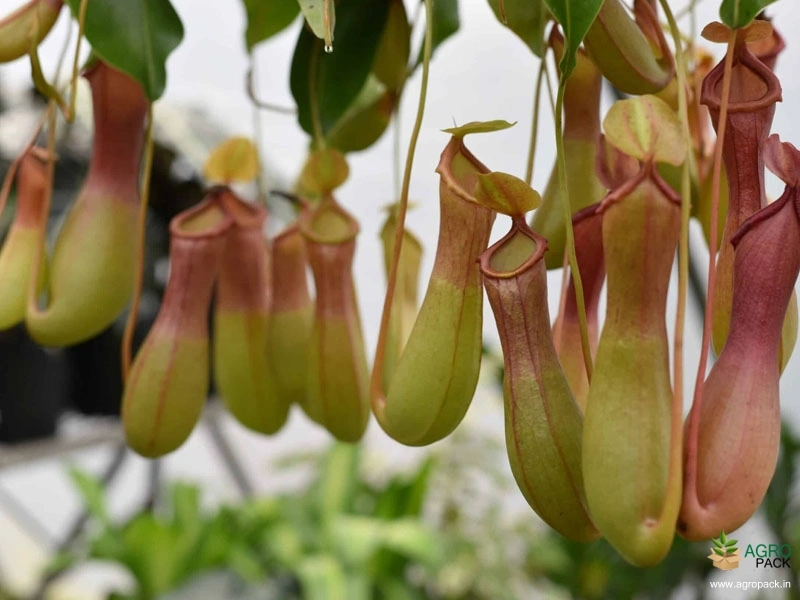 Pitcher-plant3
