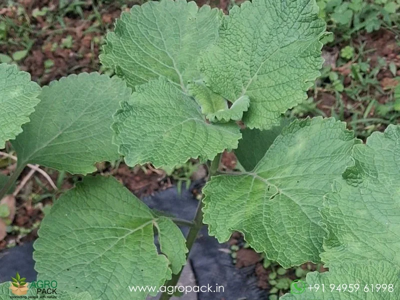 Plectranthus-hadiensis1
