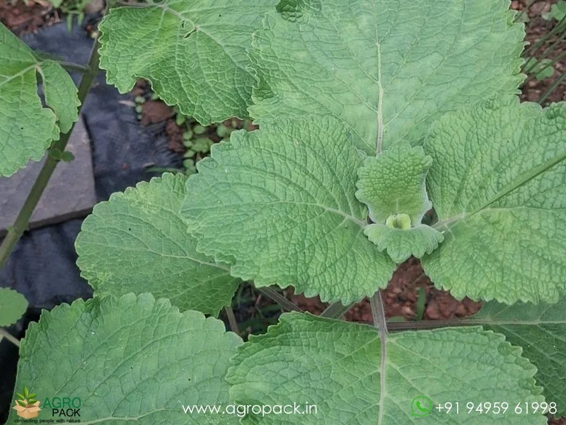 Plectranthus-hadiensis2