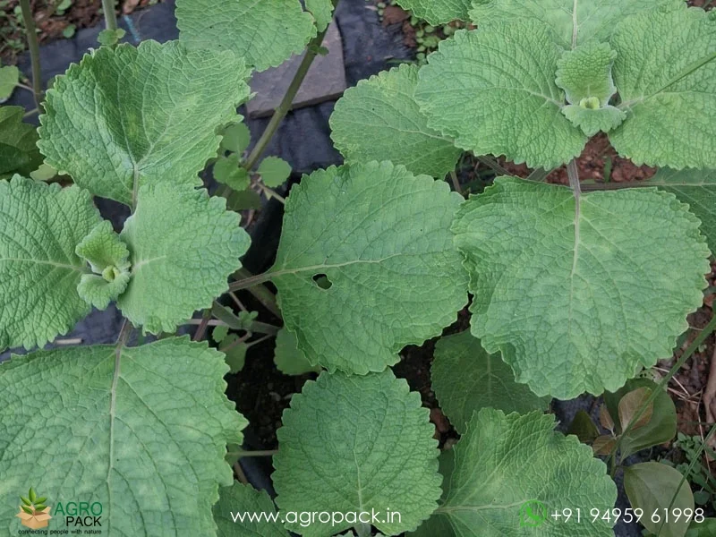 Plectranthus-hadiensis3