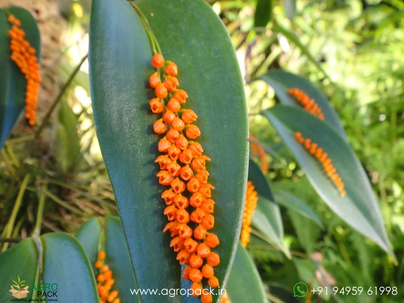 Pleurothallis-truncata1