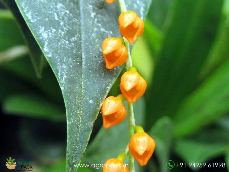 Pleurothallis-truncata2