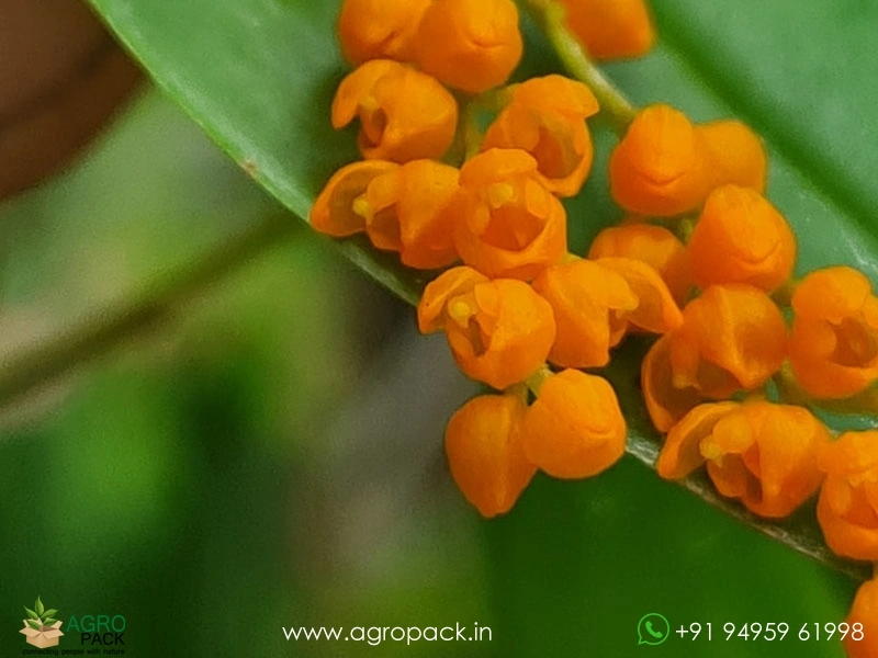 Pleurothallis-truncata4