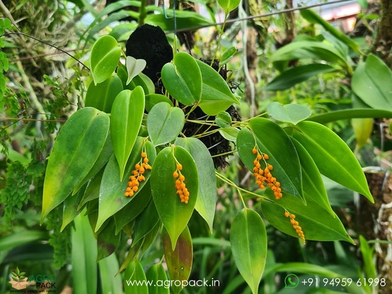 Pleurothallis-truncata5