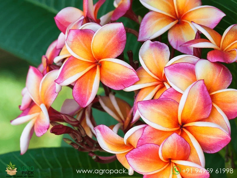 Plumeria1