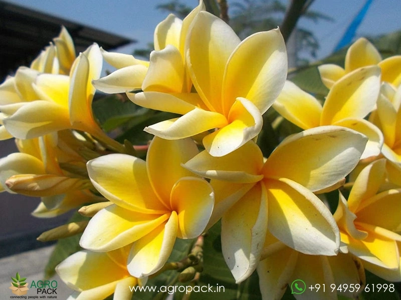 Plumeria2