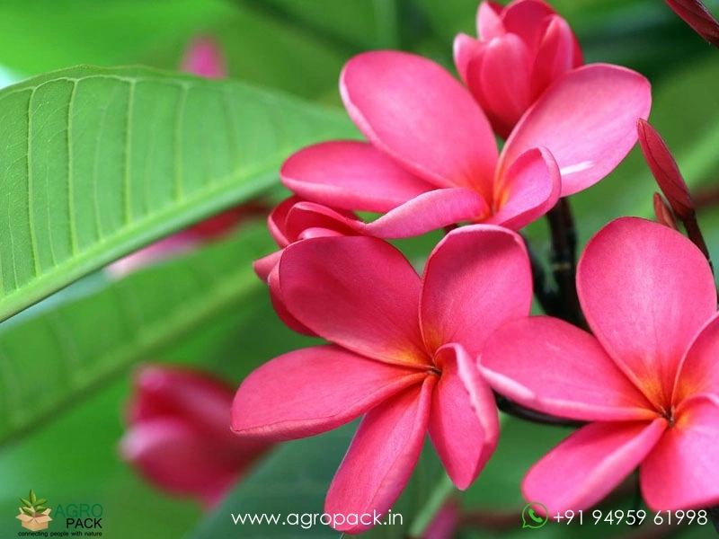 Plumeria4