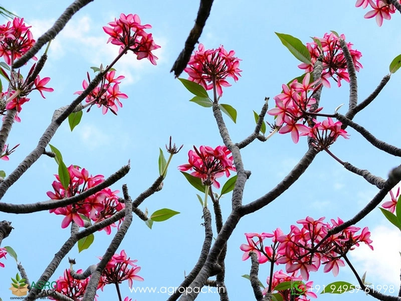 Plumeria5