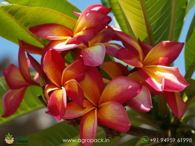 Plumeria6