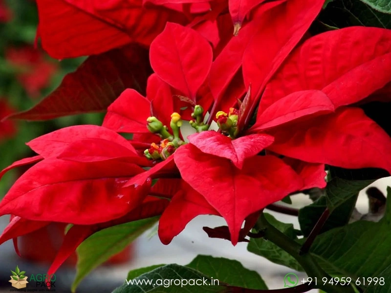 Poinsettia1