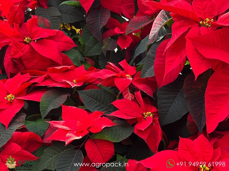 Poinsettia2