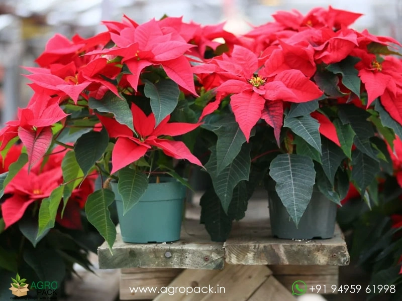 Poinsettia5