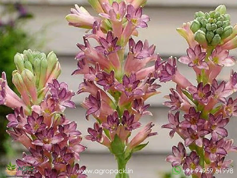 Polianthes-tuberosa-Cinderella-tuberose2