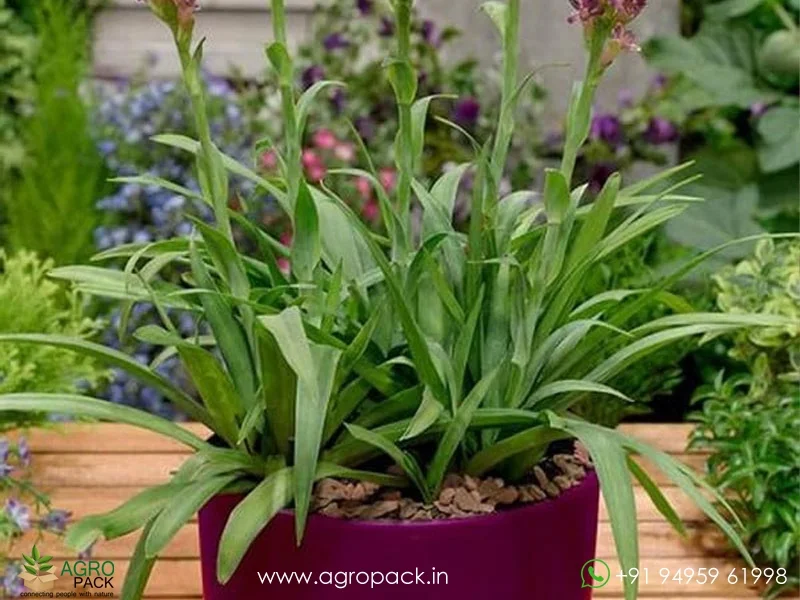 Polianthes-tuberosa-Cinderella-tuberose3