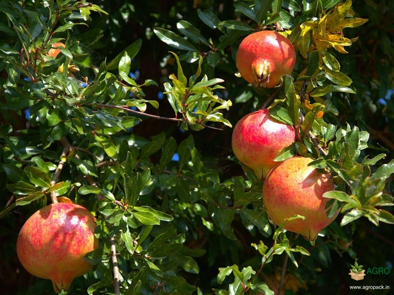 Pomegranate2