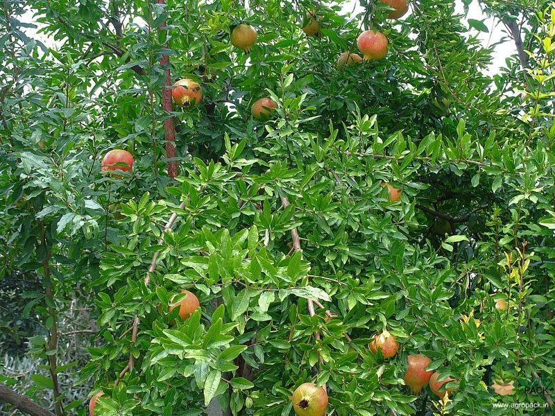 Pomegranate3