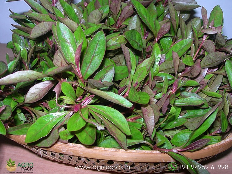 Ponnankanni-Cheera6