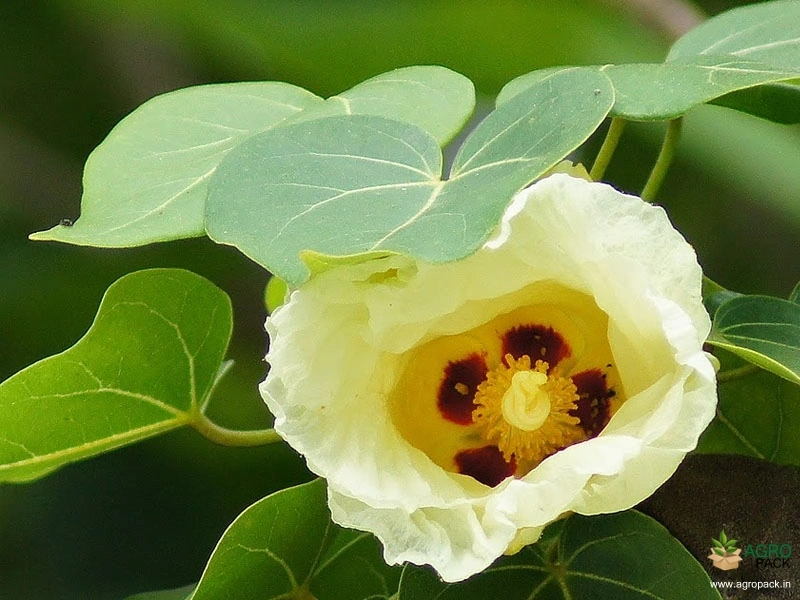 Portia-Tree3