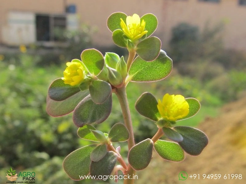 Portulaca-oleracea1