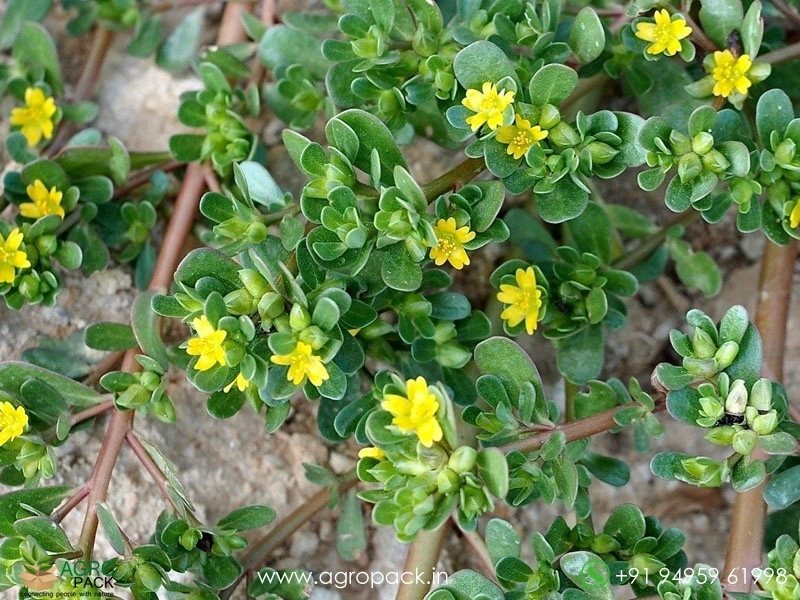 Portulaca-oleracea2