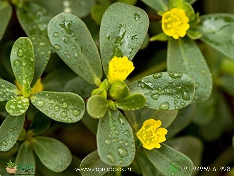 Portulaca-oleracea6