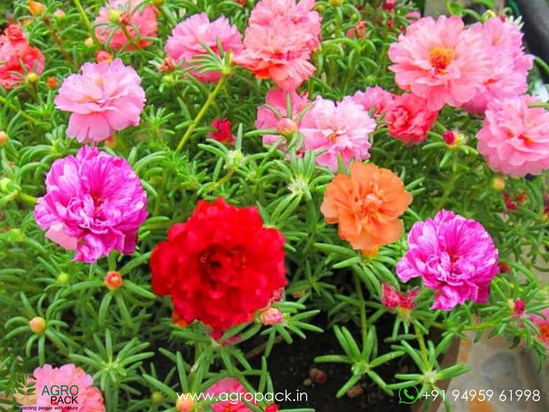 Portulaca1