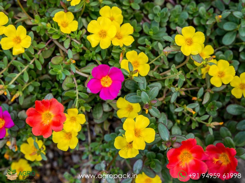 Portulaca4