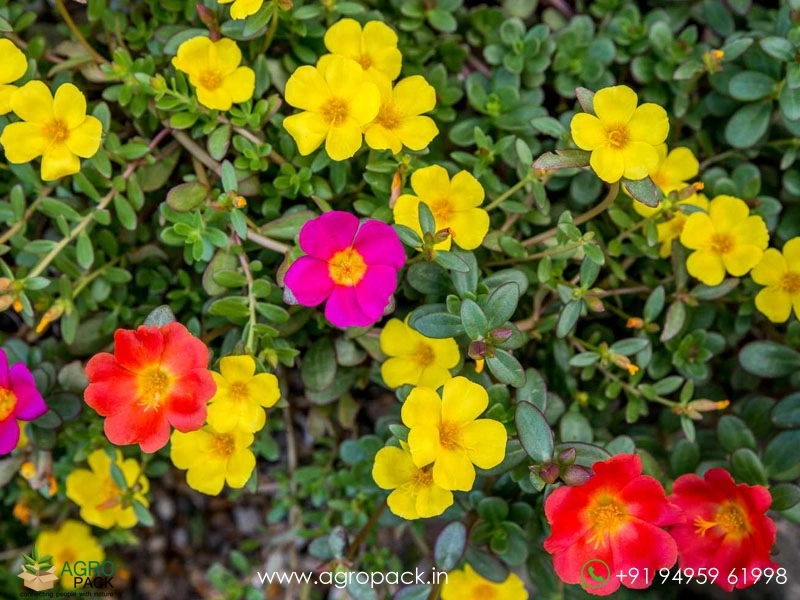 Portulaca4