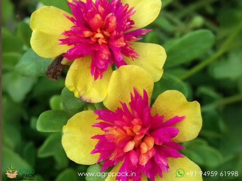 Portulaca6