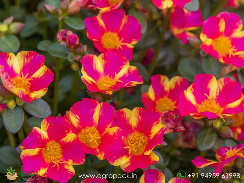 Portulaca7
