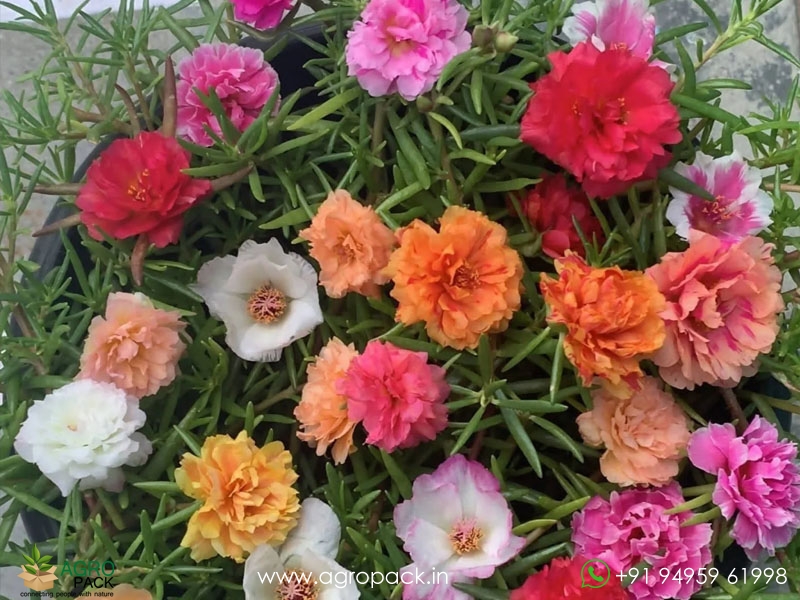 Portulaca8