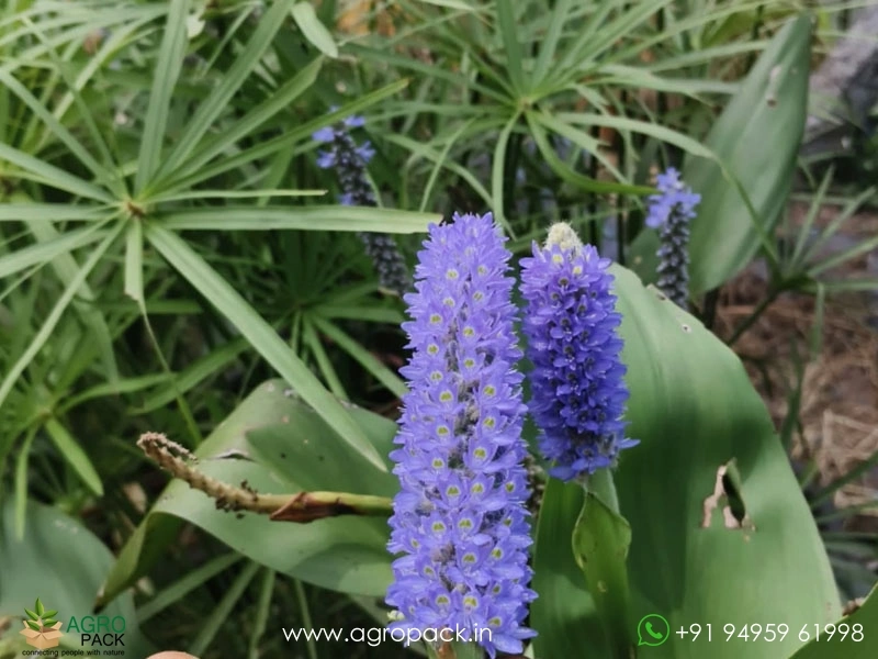 Potedis-Lanceolata-Bridgeworks3