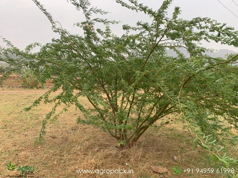 Prosopis-juliflora1