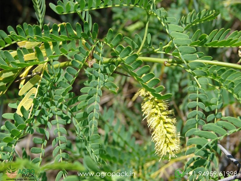 Prosopis-juliflora2