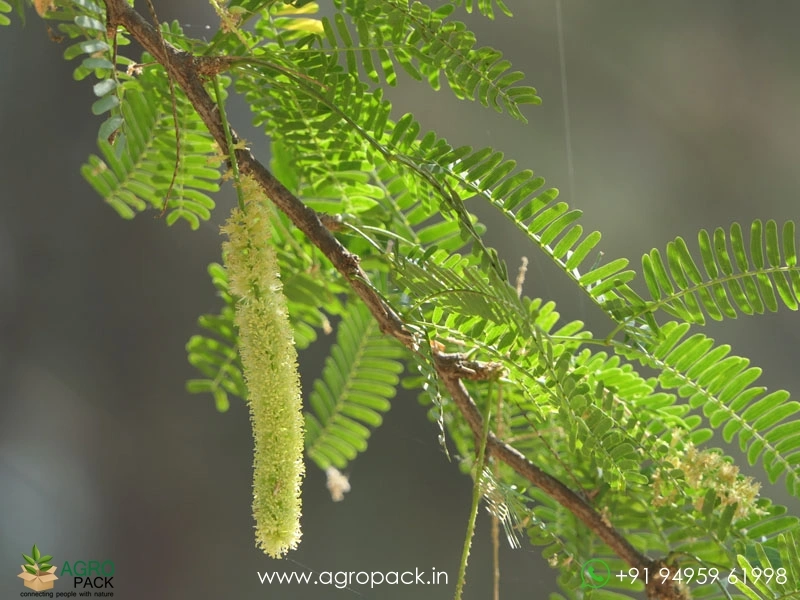 Prosopis-juliflora4