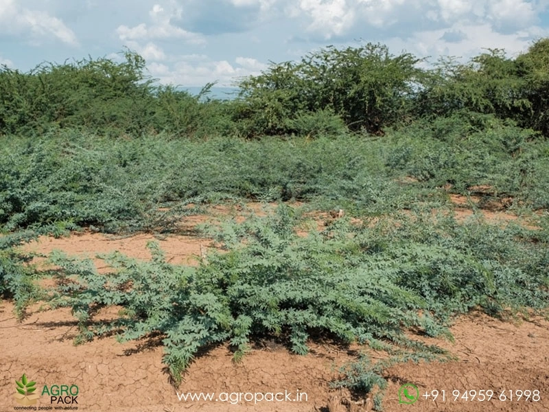 Prosopis-juliflora5