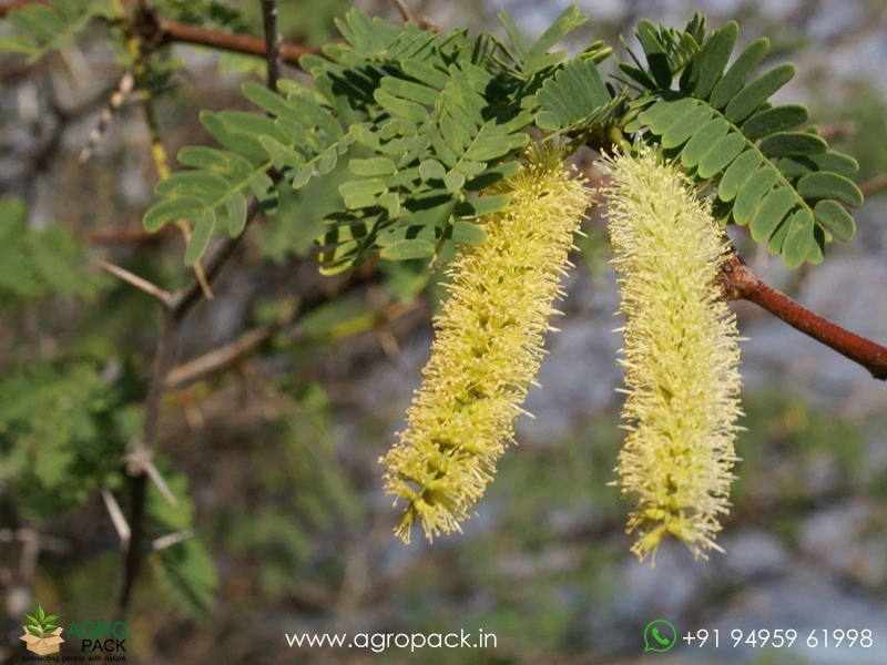 Prosopis-juliflora6