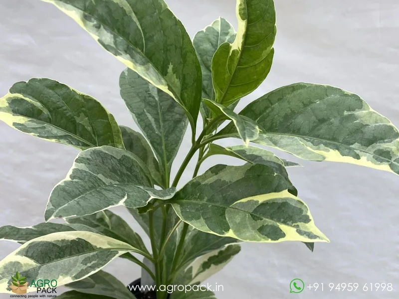 Pseuderanthemum-Carruthersii-Variegated2