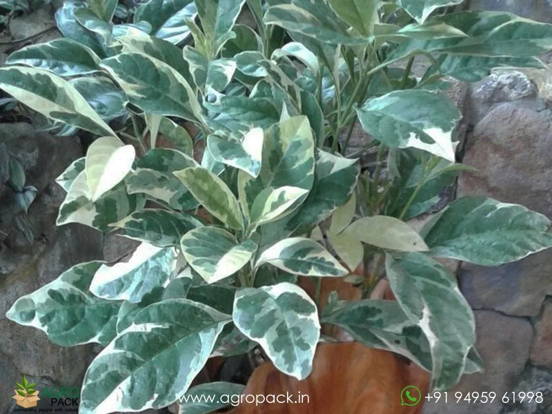 Pseuderanthemum-Carruthersii-Variegated3
