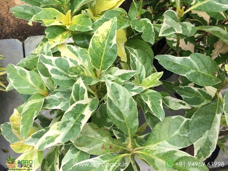 Pseuderanthemum-Carruthersii-Variegated4