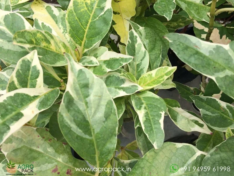 Pseuderanthemum-Carruthersii-Variegated5
